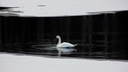 Жители Мирного обеспокоены судьбой лебедя, который несколько дней не улетает с замерзающего озера