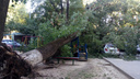 В центре Ростова огромное дерево упало на автомобили и детскую площадку