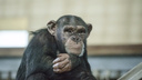 Ростовский зоопарк планирует пополнить свою коллекцию приматом