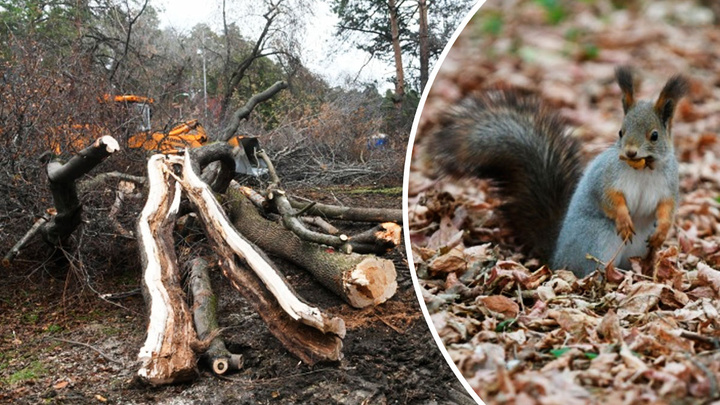 Белки все сбежали: фоторепортаж из Зеленой Рощи, где вырубают сотни деревьев