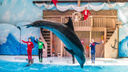 Дельфин под шампанское: в новосибирском дельфинарии решили проводить новогодние корпоративы
