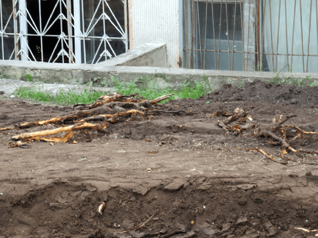 На месте, где ведутся раскопки под дорогу, действительно валяются обрубки корней