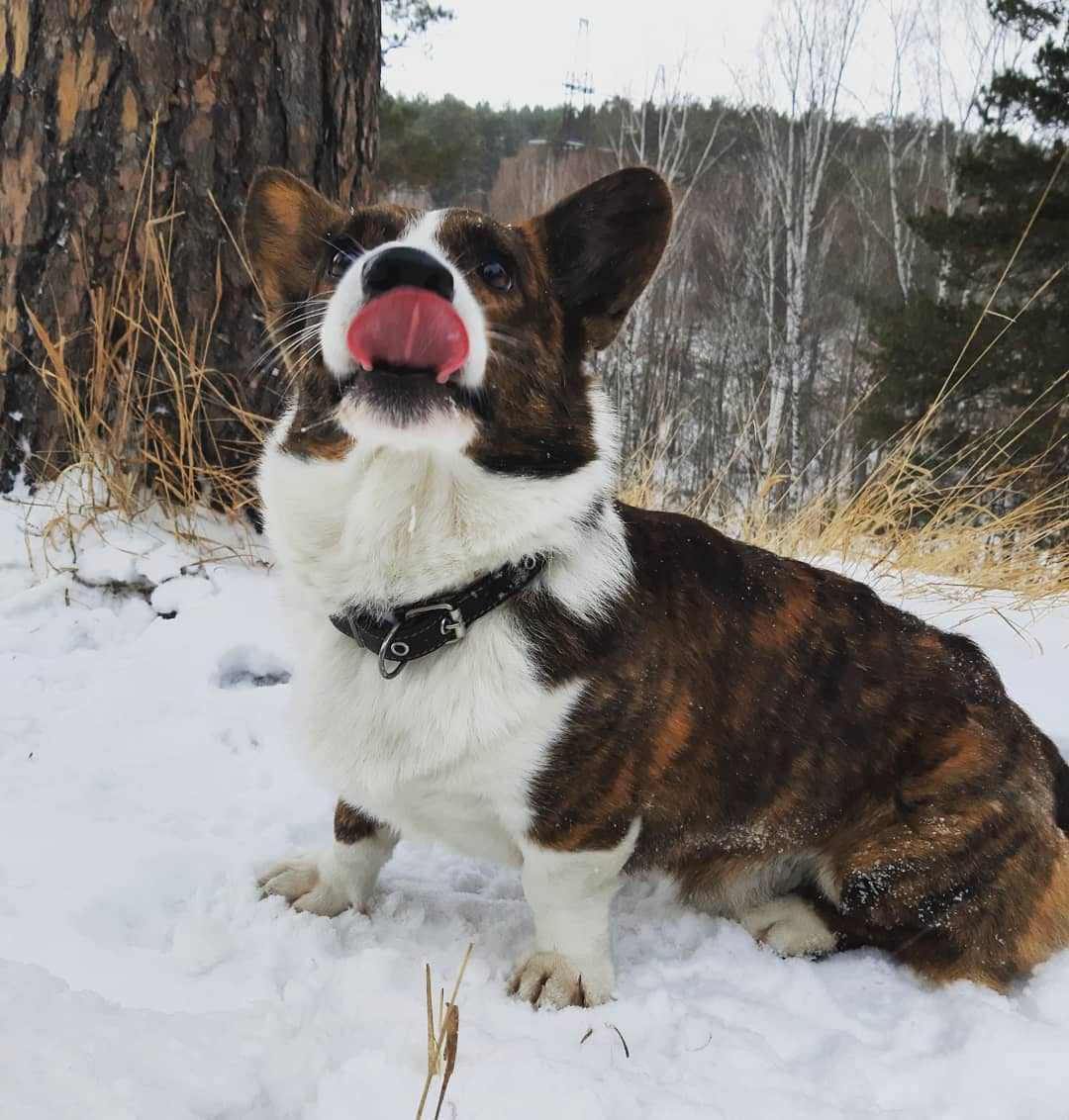 По словам хозяйки, Дживс — так зовут собачку — обожает ловить снежинки ртом