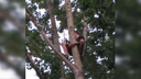 Ярославские спасатели снимали с дерева подростка: что он там делал
