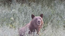 Семья медведей из Башкирии впервые пришла на фотосессию