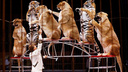 «Империя львиц»: новое шоу увидят зрители самарского цирка