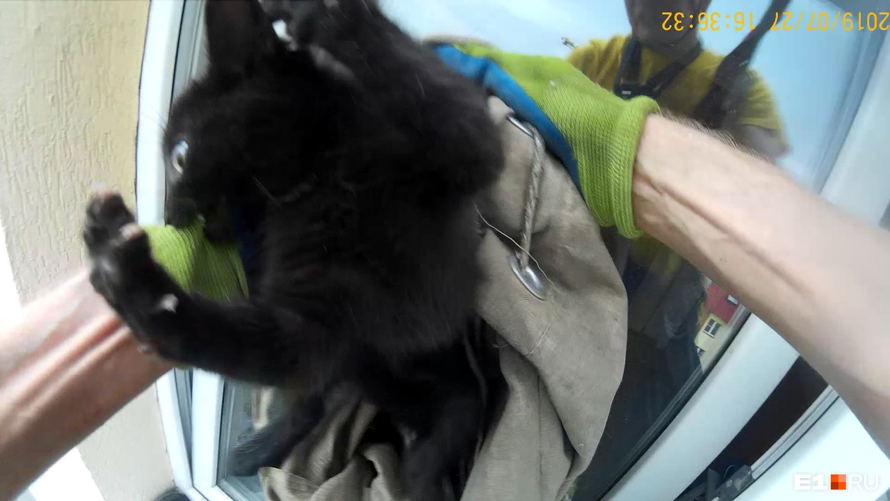 В окне котенок провисел не меньше 45 минут (столько времени прошло с первого вызова до приезда спасателя). Чудо, что он остался жив