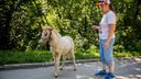 «Лошади вернутся в центр»: суд признал запрет проката незаконным