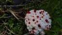 В лесу под Новосибирском нашли страшный гриб с каплями крови