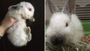 «Примёрз к железной клетке лапками»: в Новосибирске выставили на мороз трёхмесячного крольчонка