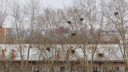 Не путайте с воронами: в Новосибирскую область прилетели робкие грачи