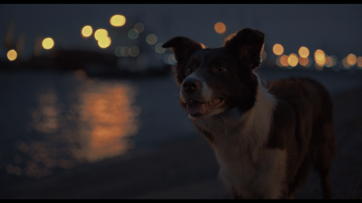 Уральцы сняли трогательную короткометражку о бездомных собаках, которым грозит отстрел