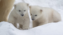 На кого больше похожи? Фотограф близко снял милых белых медвежат в зоопарке