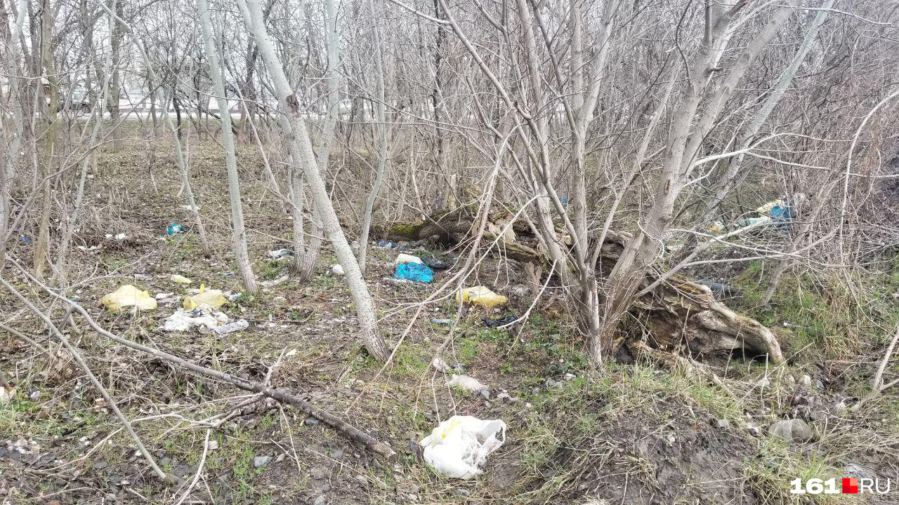 Пока на деревьях не появилась листва, хорошо видно, насколько грязно в лесополосах Пока на деревьях не появилась листва, хорошо видно, насколько грязно в лесополосах