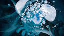 Космос, пузыри и ДНК: новосибирский фотограф сделал необычные снимки льда