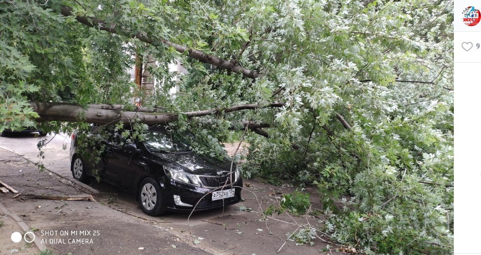 Ветер валит деревья в разных районах Волгограда