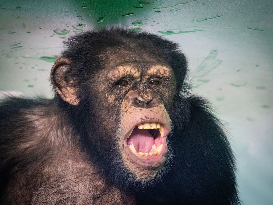 Из шимпанзе получился бы хороший политик, считают зоологи