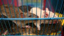 Под Новосибирском появились опасные мыши — их инфекция приводит к язвам