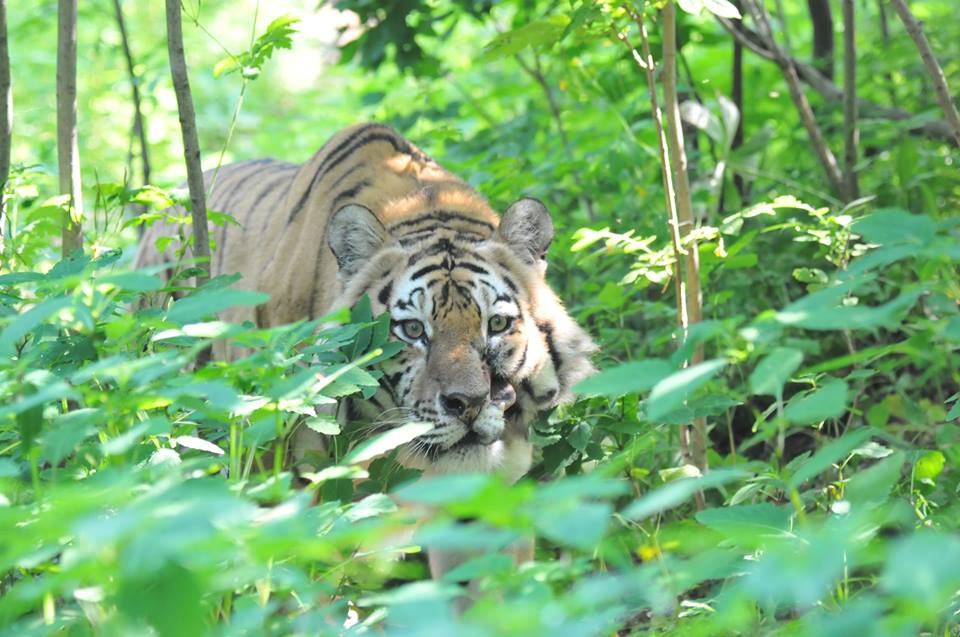 Тигрёнок Жорик сейчас живёт в хабаровском центре реабилитации диких животных «Утёс»<br>