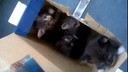 Новосибирец снял милое видео с котятами, из-за которых эвакуировали электричку