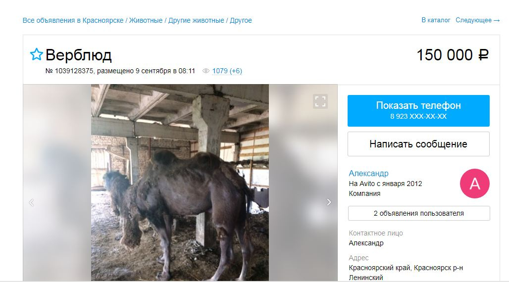 По словам автора объявления, верблюда ему поручили продать «на работе»