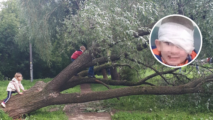 В Перми Следственный комитет начал проверку из-за падения ребенка с поваленного ураганом дерева