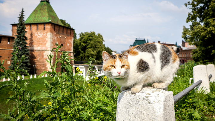 В Нижнем Новгороде ветеринары бесплатно осмотрят животных