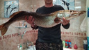 Сезон продолжается: в Самарской области рыбак поймал щуку весом 9 кг
