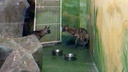 В Новосибирском зоопарке поселились бородачи и земляные волки