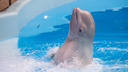 Дельфинарий объявил новые цены на плавание с морскими животными