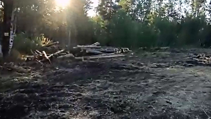Туристы обнаружили вырубку леса за Черной сопкой