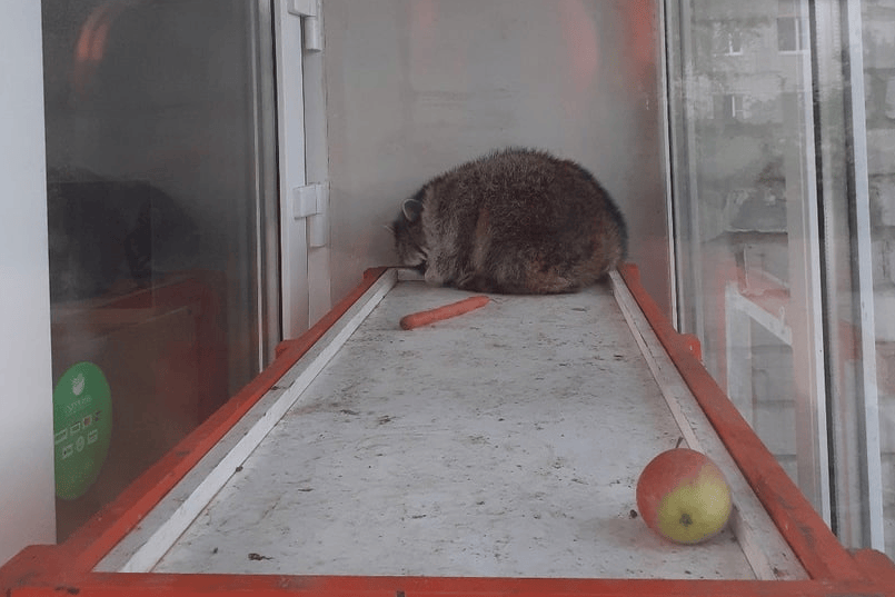 В Северодвинске владельцы контактного зоопарка бросили животных и уехали - новости Северодвинска