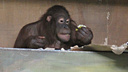 Последнее готов отдать: орангутана Бату обворовала Мишель, а остатками фруктов он поделился