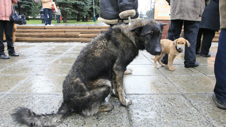 «Они тоскуют»: в Челябинске запустили проект по поиску потерявшихся животных