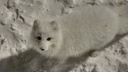 На улицах Норильска снова заметили белоснежного песца