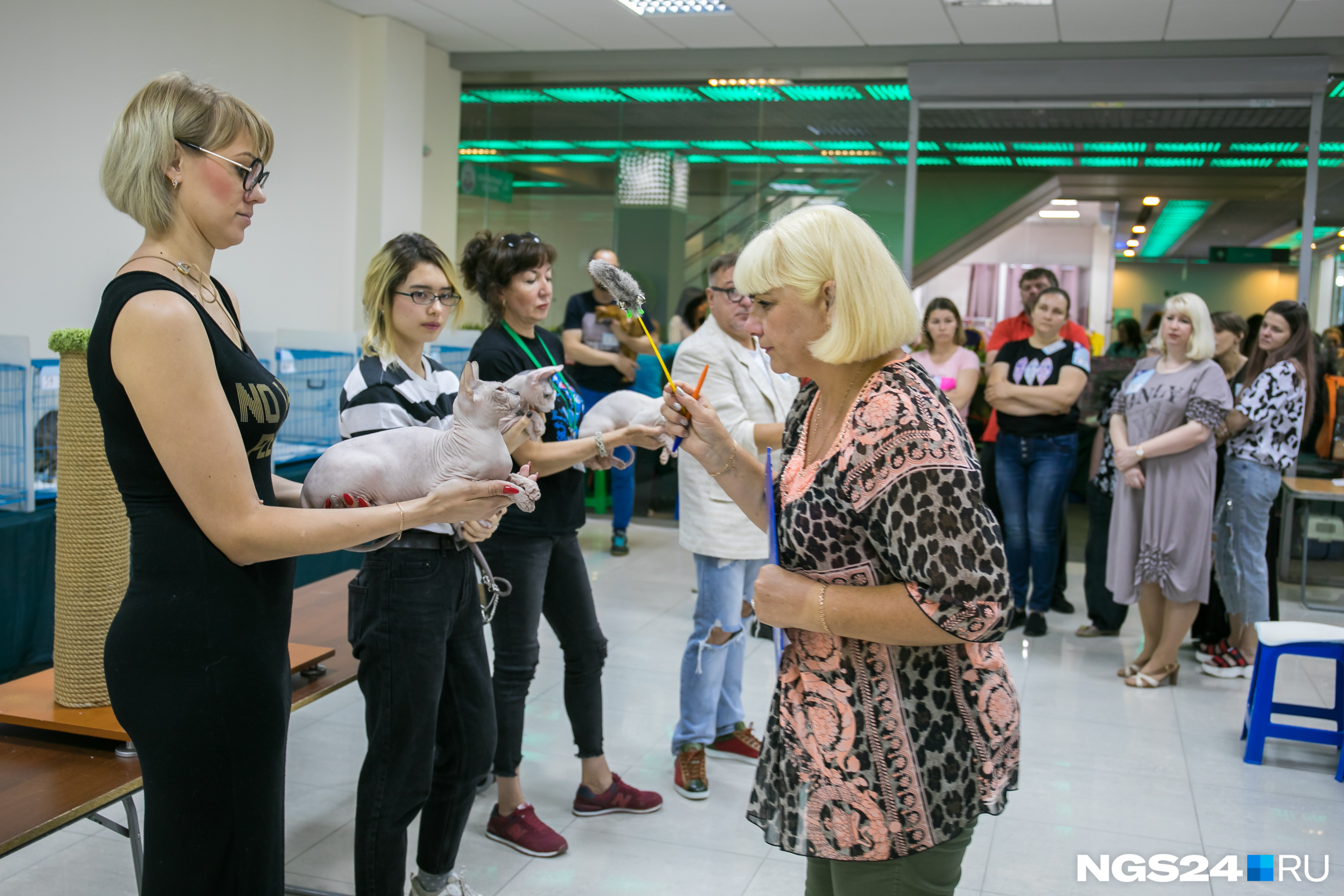 На ринге сошлись донские и канадские сфинксы — судья Наталья Лебедева внимательно осматривает каждого На ринге сошлись донские и канадские сфинксы — судья Наталья Лебедева внимательно осматривает каждого