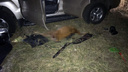 В Кургане во время охоты погибли двое: добыча и стрелявший