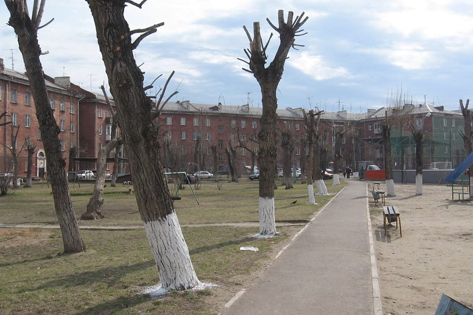 Побелка деревьев в городе