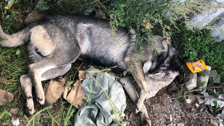 Жители «Ботанического» заявили о массовом отравлении собак