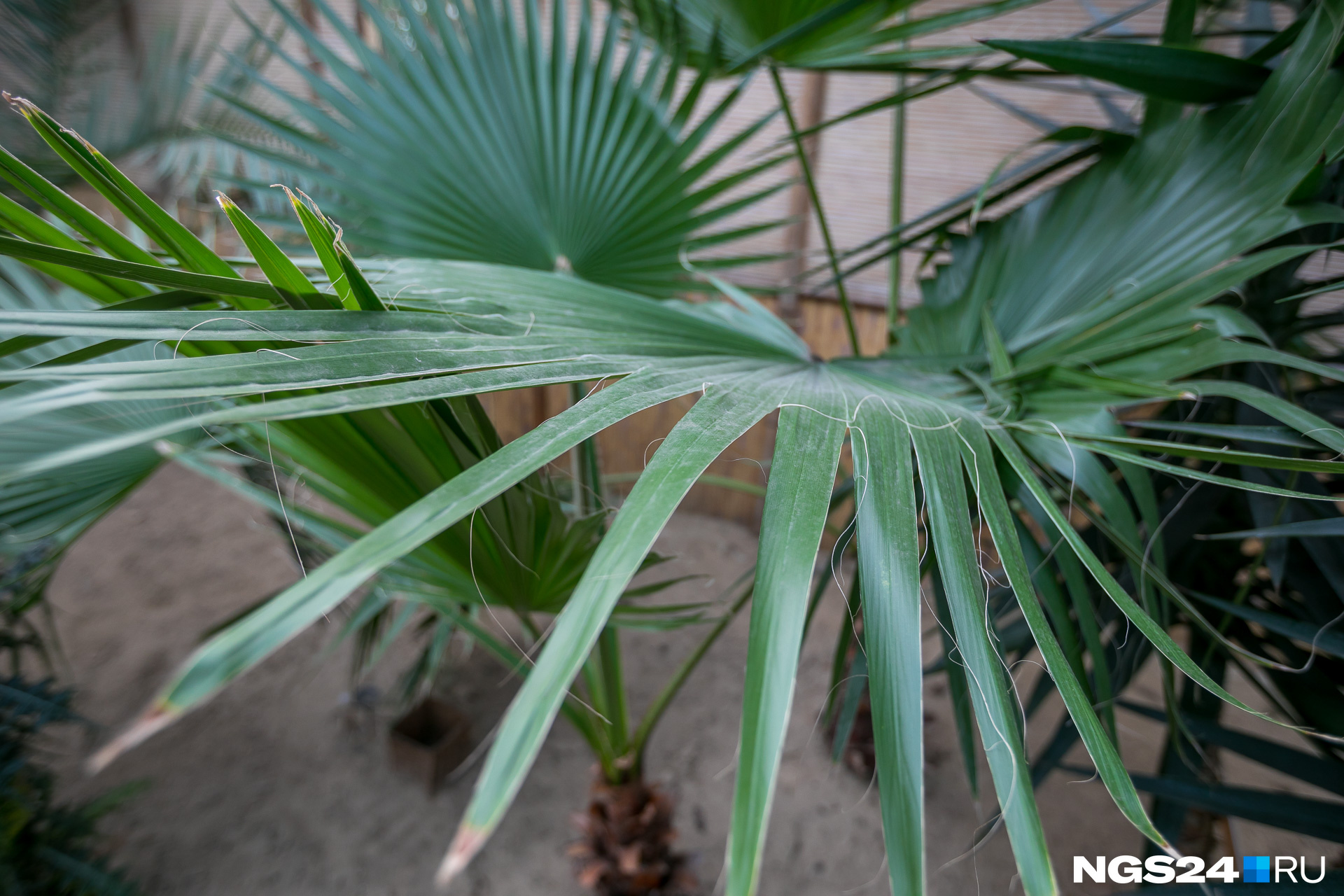 Такими пальмами украшают улицы города летом
