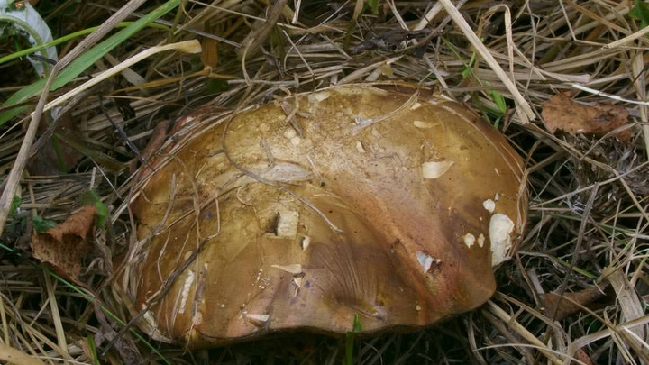 На территории края нашли новый вид грибов: он съедобный, но собирать запрещено