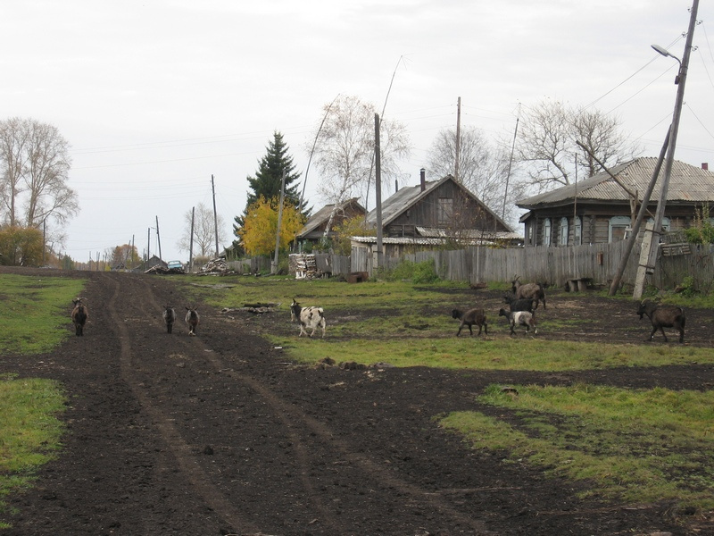 О том, чтобы деревня Лаптевка не умерла от голода, позаботилась семья из соседнего села