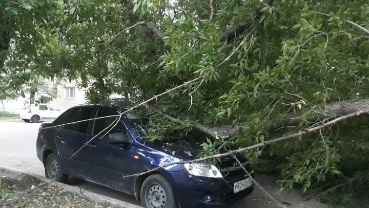 В Уфе упавшие деревья повредили две машины