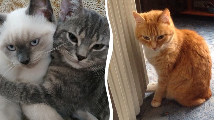Шерсть шерстяная: смотрим фото замерзающих котиков в квартирах челябинцев