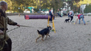 В Самаре открыли новую площадку для выгула собак