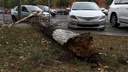 Упавшие деревья в Ростове: ищем свои машины в онлайн-трансляции 161.RU