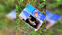 Новосибирские волонтёры спасают кота, которого неизвестные заживо похоронили в коробке