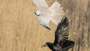 Под Новосибирском сфотографировали белую птицу из Красной книги