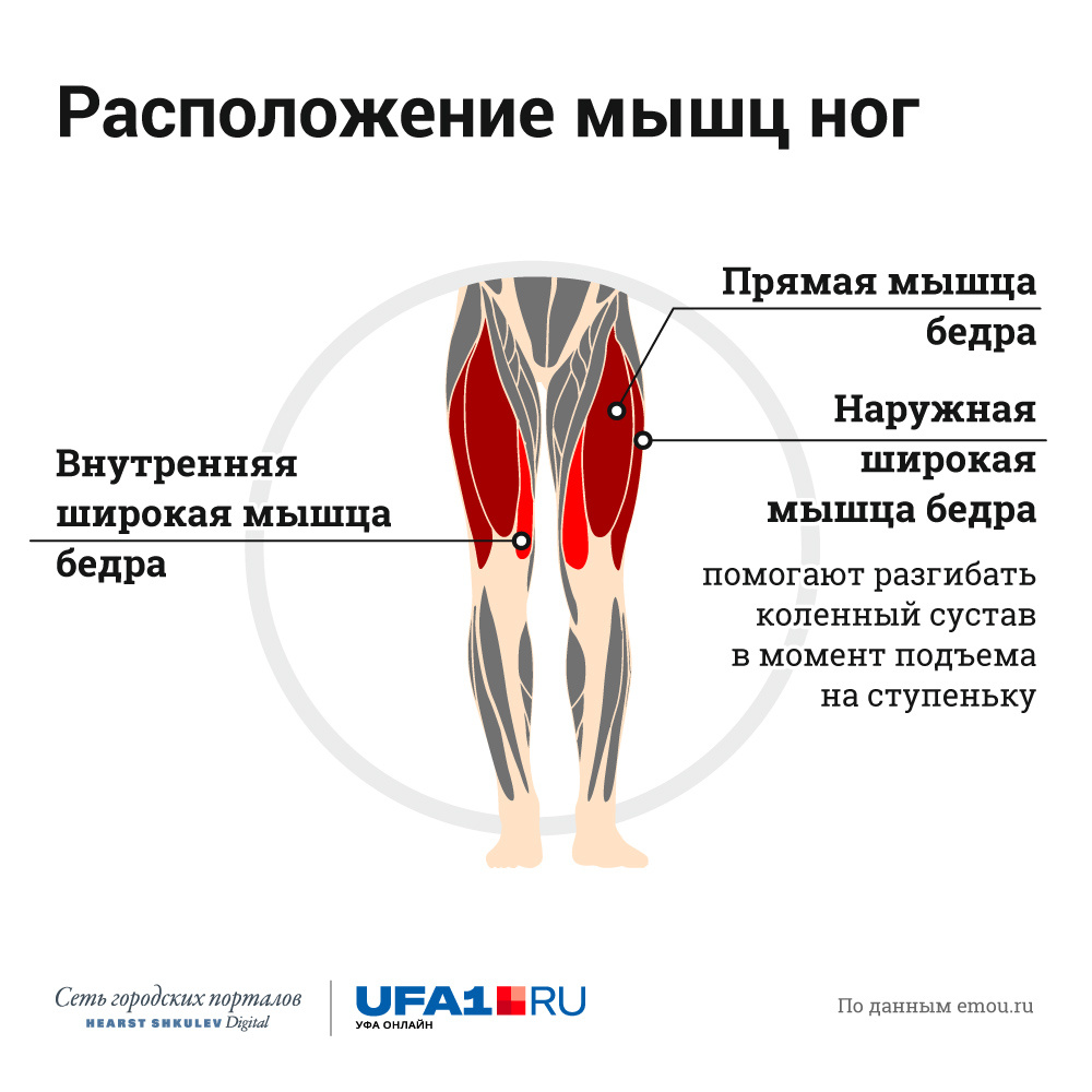 Что означает ляшки. Латеральная широкая мышца бедра средняя часть. Промежуточная широкая мышца бедра анатомия. Латеральная широкая мышца бедра крепление. Четырехглавая мышца бедра человека анатомия.