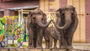 В Ростовском зоопарке отпразднуют день рождения слонихи Ситары